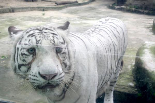 創立150周年を迎えたアジア最古の動物園「サイゴン動植物園」