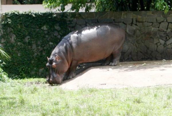 創立150周年を迎えたアジア最古の動物園「サイゴン動植物園」