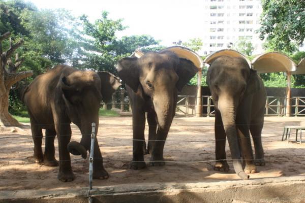 創立150周年を迎えたアジア最古の動物園「サイゴン動植物園」