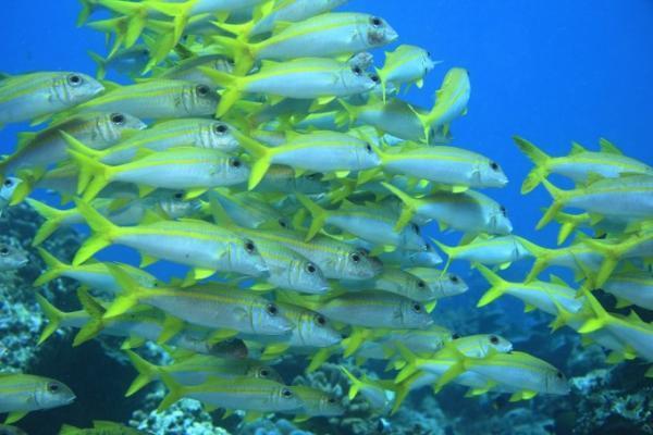 これからの季節のお楽しみ、タイのシミラン諸島でダイビング