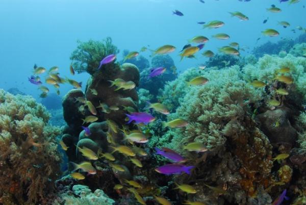 女子旅におすすめの、セブ起点で行くオスロブ＆スミロン島