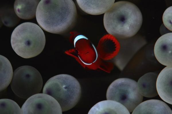 女子旅におすすめの、セブ起点で行くオスロブ＆スミロン島