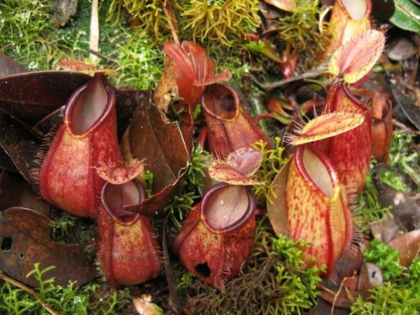 フィリピンの自然遺産！世界最長の地下河川で洞窟探検に秘境な海でダイビング！