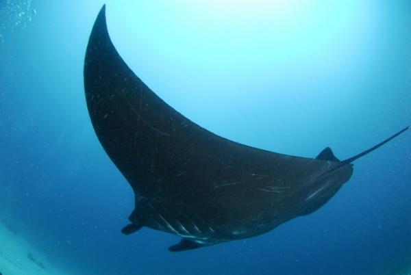 新種発見なるか！？インドネシアの秘境ダイビングスポット「ラジャアンパット」