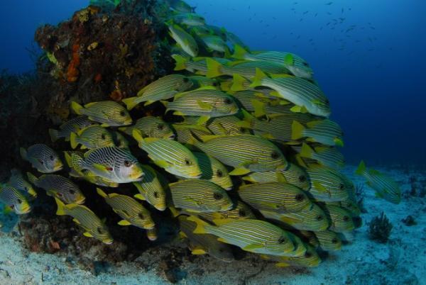 新種発見なるか！？インドネシアの秘境ダイビングスポット「ラジャアンパット」