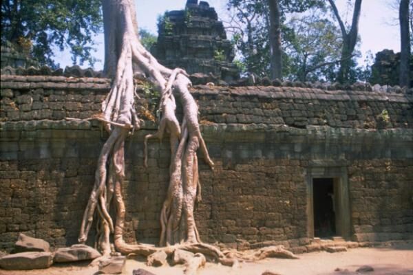 巨大樹木に覆われたアンコール遺跡群の寺院遺跡「タ・プローム」