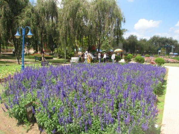 避暑地の中をのんびり走る「ベトナム・ダラットの高原鉄道」