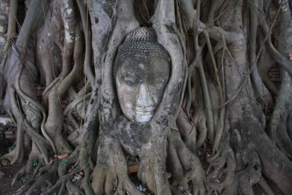 タイ中部の世界遺産！アユタヤの遺跡と、貴重な動物に会える自然遺産！