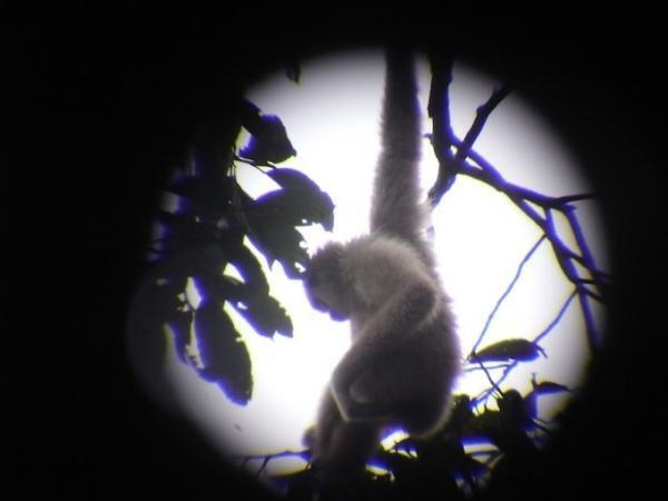 タイ中部の世界遺産！アユタヤの遺跡と、貴重な動物に会える自然遺産！