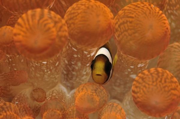 セブ島の南端リロアンでマクロ三昧ダイビング！