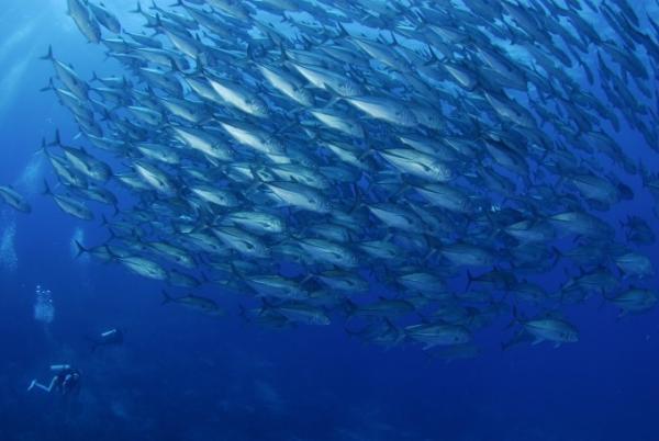 セブ島の南端リロアンでマクロ三昧ダイビング！