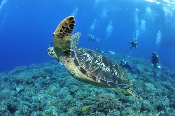 セブ島の南端リロアンでマクロ三昧ダイビング！