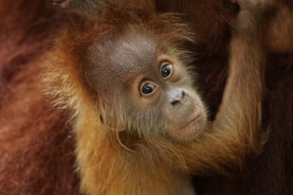 シンガポールの動物園で700以上の動物の赤ちゃんが誕生