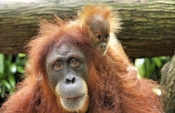 シンガポールの動物園で700以上の動物の赤ちゃんが誕生