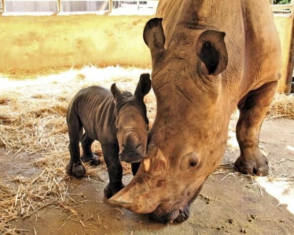 シンガポールの動物園で700以上の動物の赤ちゃんが誕生