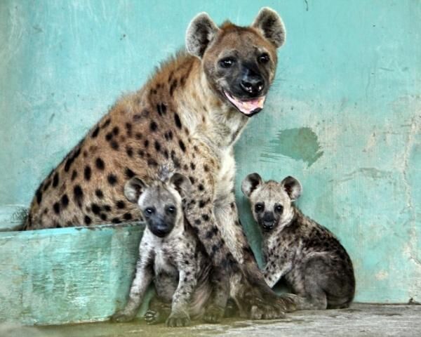 シンガポールの動物園で700以上の動物の赤ちゃんが誕生