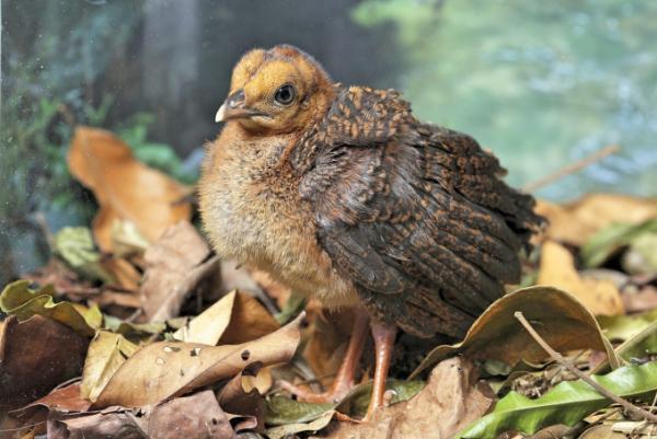 シンガポールの動物園で700以上の動物の赤ちゃんが誕生