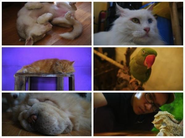 旅の疲れも吹っ飛ぶほど癒される！ベトナムの犬カフェ・猫カフェめぐり