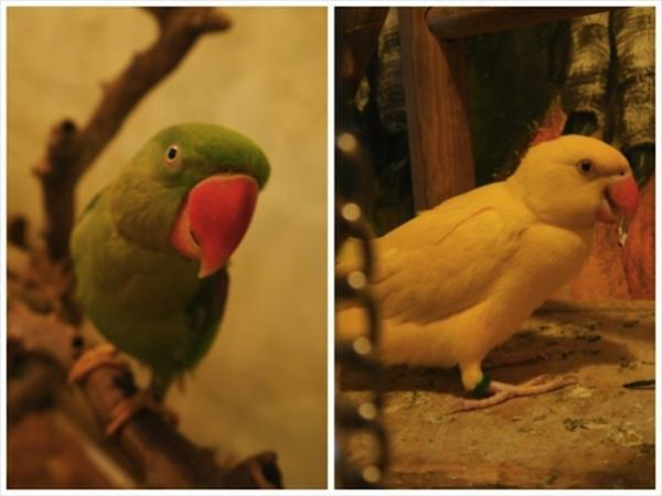 旅の疲れも吹っ飛ぶほど癒される！ベトナムの犬カフェ・猫カフェめぐり