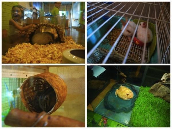 旅の疲れも吹っ飛ぶほど癒される！ベトナムの犬カフェ・猫カフェめぐり