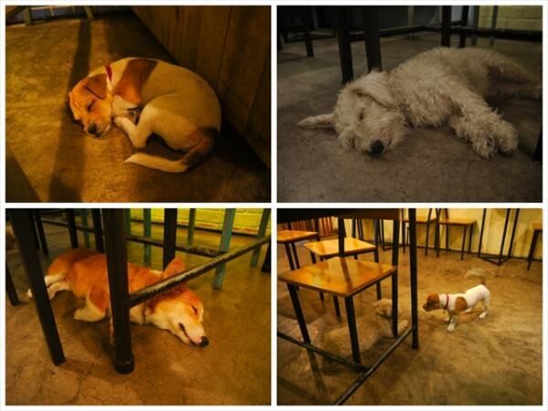 旅の疲れも吹っ飛ぶほど癒される！ベトナムの犬カフェ・猫カフェめぐり