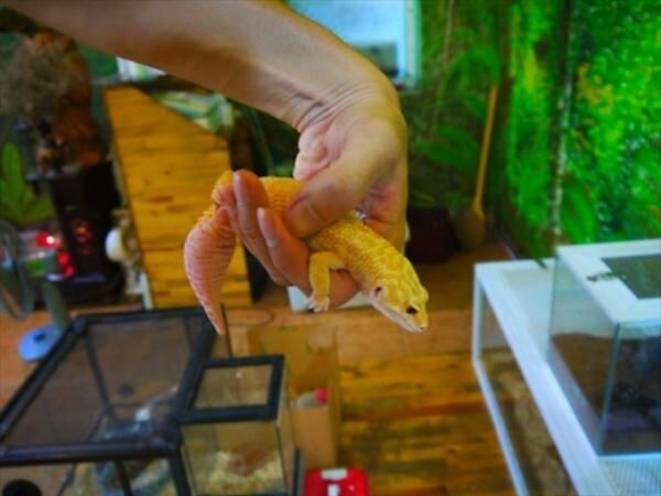 旅の疲れも吹っ飛ぶほど癒される！ベトナムの犬カフェ・猫カフェめぐり