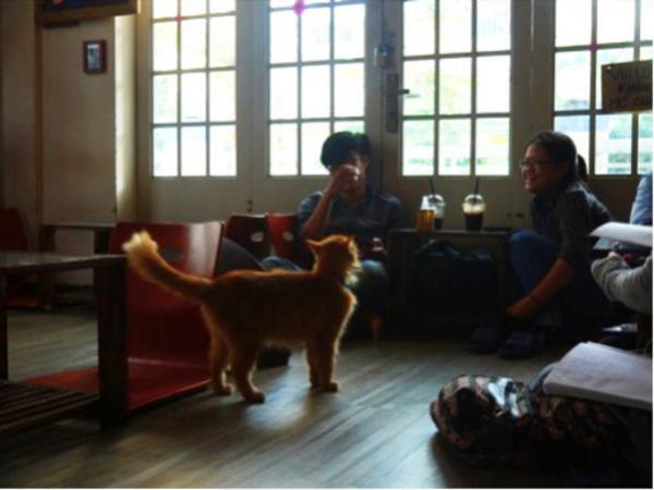 旅の疲れも吹っ飛ぶほど癒される！ベトナムの犬カフェ・猫カフェめぐり