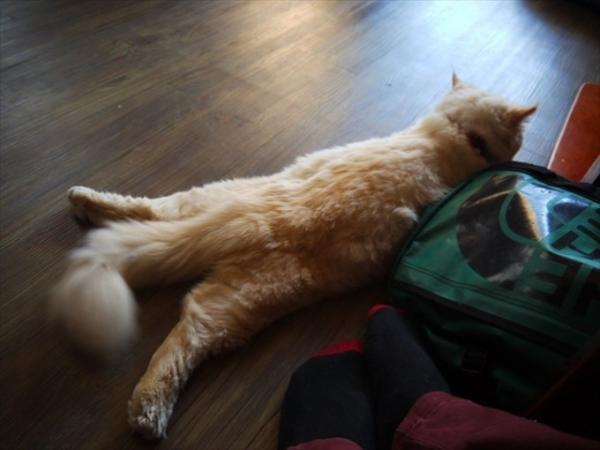 旅の疲れも吹っ飛ぶほど癒される！ベトナムの犬カフェ・猫カフェめぐり