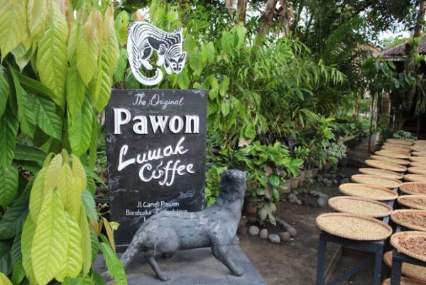 ジャコウネコの糞からとれる！？インドネシアの幻の最高級コーヒー
