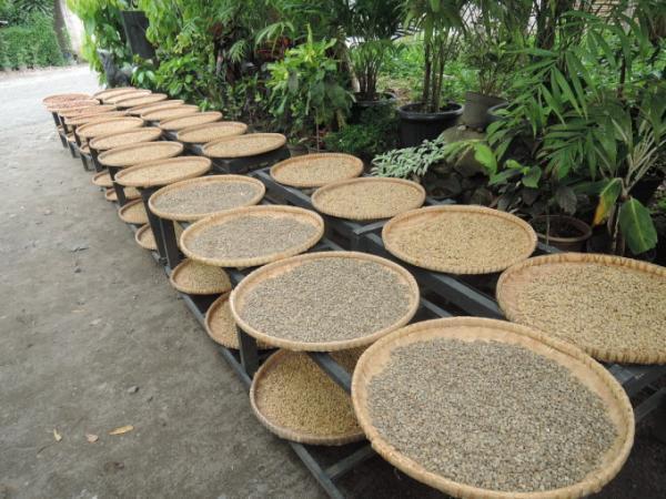 ジャコウネコの糞からとれる！？インドネシアの幻の最高級コーヒー