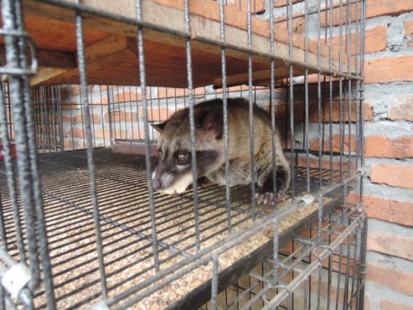 ジャコウネコの糞からとれる！？インドネシアの幻の最高級コーヒー