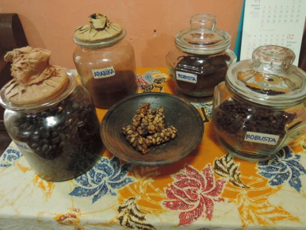 ジャコウネコの糞からとれる！？インドネシアの幻の最高級コーヒー