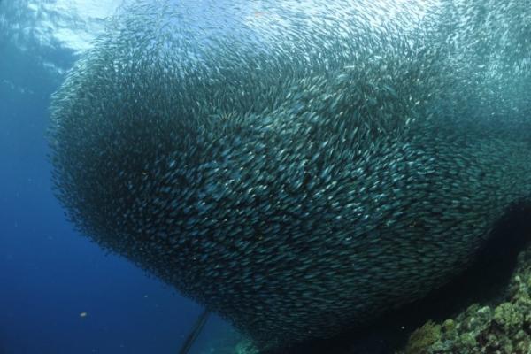 銀一色！まるで雲海のようなフィリピン「モアルボアル」のイワシの群れ