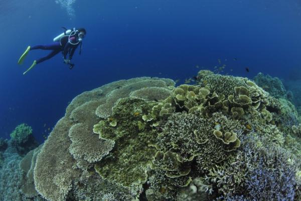 銀一色！まるで雲海のようなフィリピン「モアルボアル」のイワシの群れ