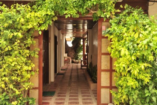 銀一色！まるで雲海のようなフィリピン「モアルボアル」のイワシの群れ