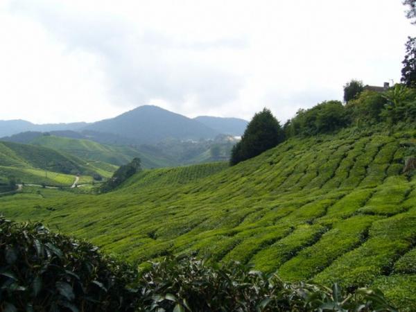 マレーシア最大級の高原リゾート「キャメロンハイランド」