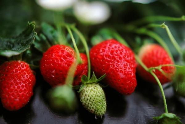 マレーシア最大級の高原リゾート「キャメロンハイランド」