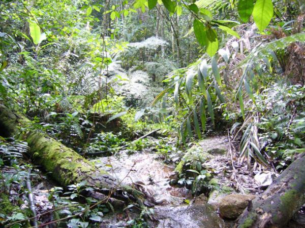 マレーシア最大級の高原リゾート「キャメロンハイランド」