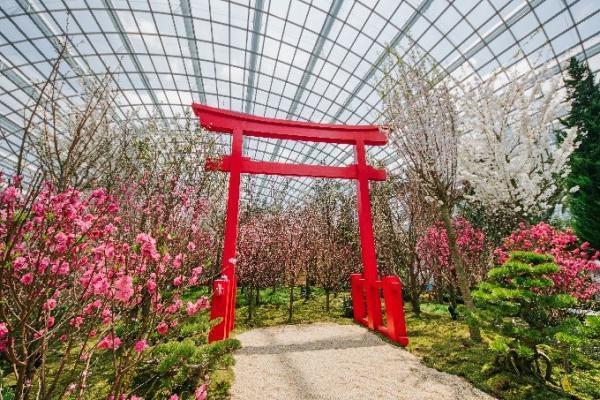 シンガポールでお花見を！ガーデンズ・バイ・ザ・ベイで桜の展示開始
