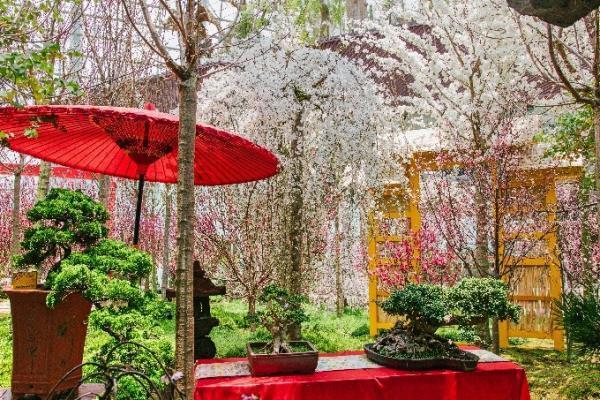 シンガポールでお花見を！ガーデンズ・バイ・ザ・ベイで桜の展示開始