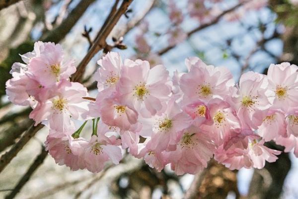 シンガポールでお花見を！ガーデンズ・バイ・ザ・ベイで桜の展示開始