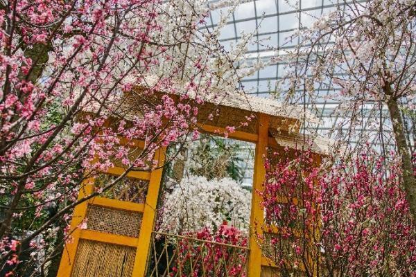 シンガポールでお花見を！ガーデンズ・バイ・ザ・ベイで桜の展示開始