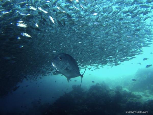 フィリピン「エルニド」で水上コテージ滞在＆豊かな海でダイビング