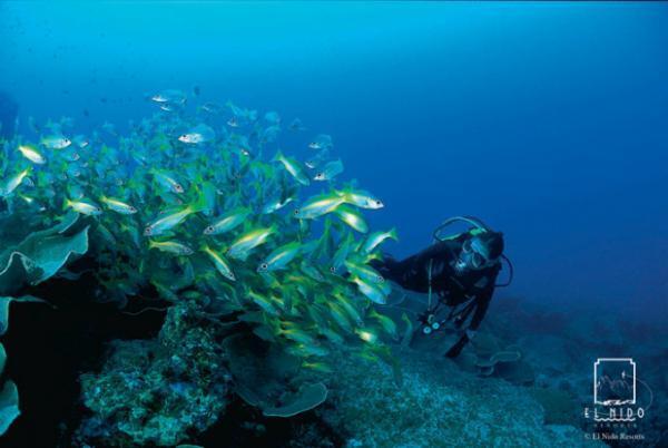 フィリピン「エルニド」で水上コテージ滞在＆豊かな海でダイビング