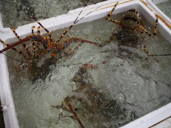 ダナンでシーフード三昧！海鮮バーベキューのお店「Quan Be Man」