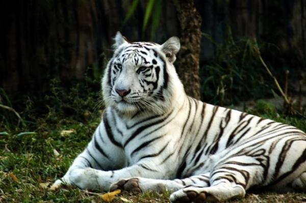 世界最大級！自然豊かな国立公園にあるチェンマイ・ナイトサファリ