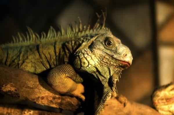 世界最大級！自然豊かな国立公園にあるチェンマイ・ナイトサファリ