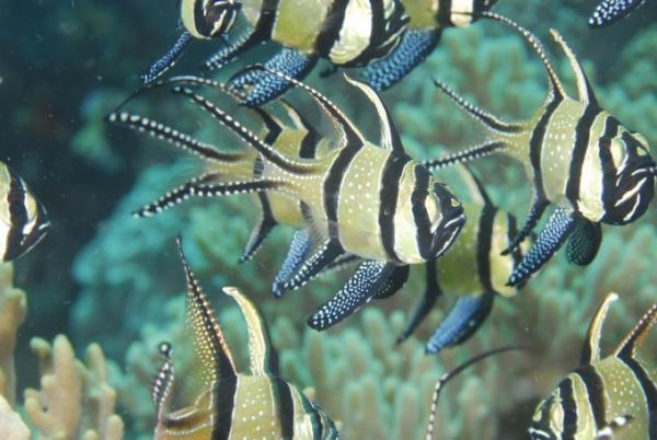 海底でフィッシュウォッチング！インドネシア・レンベでダイビング