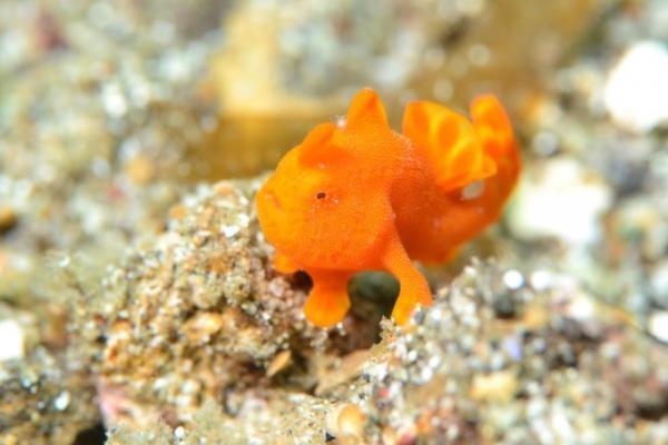 海底でフィッシュウォッチング！インドネシア・レンベでダイビング