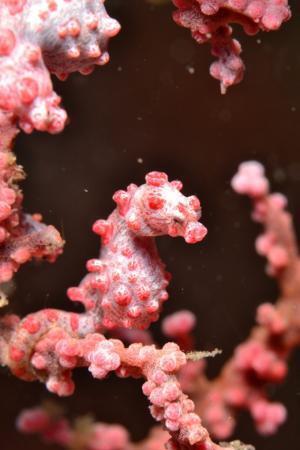 海底でフィッシュウォッチング！インドネシア・レンベでダイビング